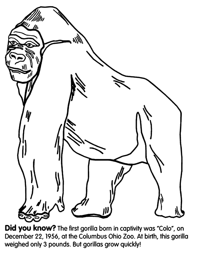 Plansa de colorat cu Gorilla 16 8